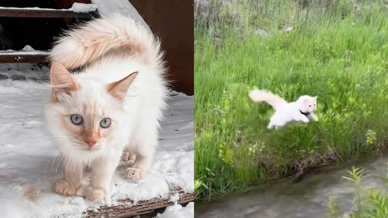 Kitten No One Wanted Discovers Love For Adventuring!😍