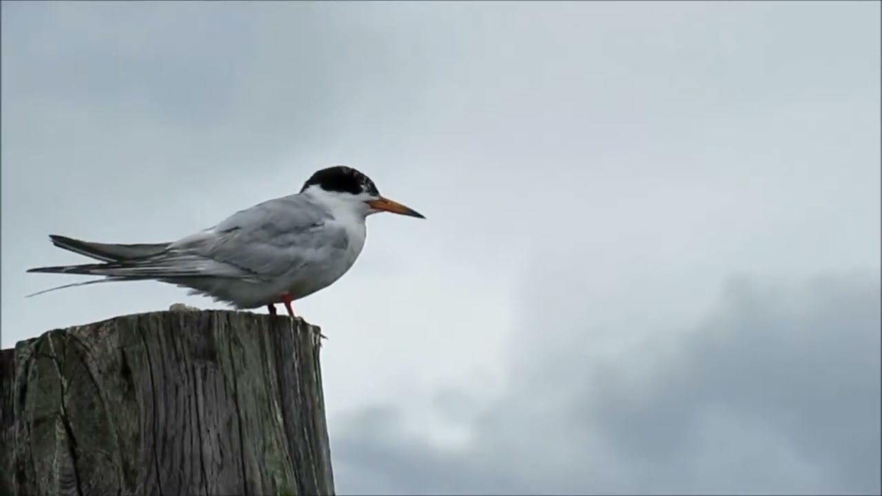 Davis Park, Watch Hill and Sandspit Marina Wildlife