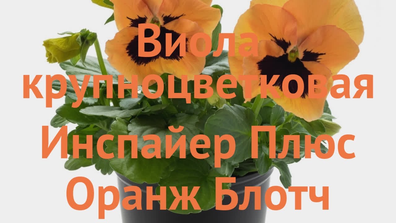 Виола крупноцветковая Оранж Блотч (orange blotch) 🌿 обзор: как сажать, семена виолы Оранж Блотч