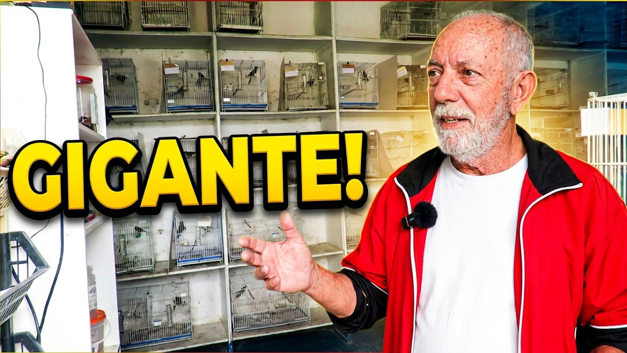 CRIAR Curiós CAMPEÕES: Genética Do Sentinela 111 E SURPRESA Os FILHOTES Que Vão Dominar Os TORNEIOS