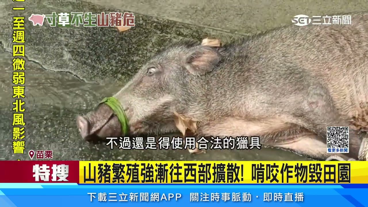 苗栗山區淪「山豬樂園」！ 今年已抓逾130隻｜三立新聞網 SETN.com