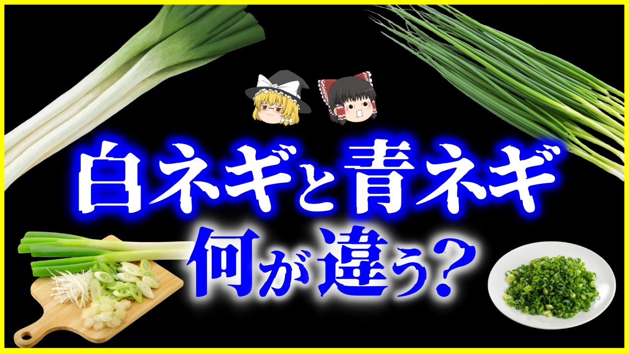 【ゆっくり解説】実は同じ種類!?白ネギと青ネギ、何が違う？を解説/本当に風邪に効く？長ネギ・太ネギ・細ネギ・ワケギ…紛らわしい呼び名や迷信も整理