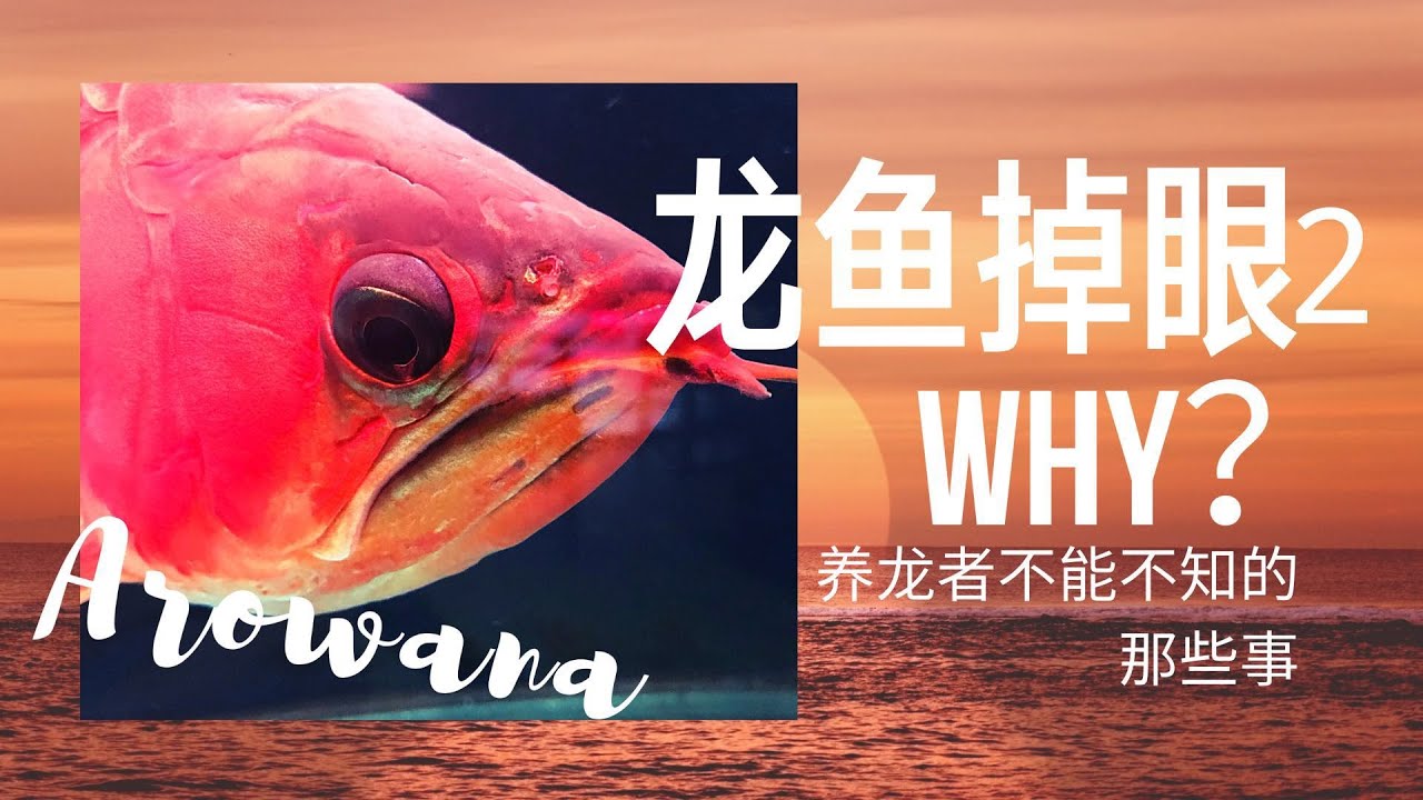#26 龙鱼什么时候容易掉眼？注意三种情况、两个时间，完全可以防止！