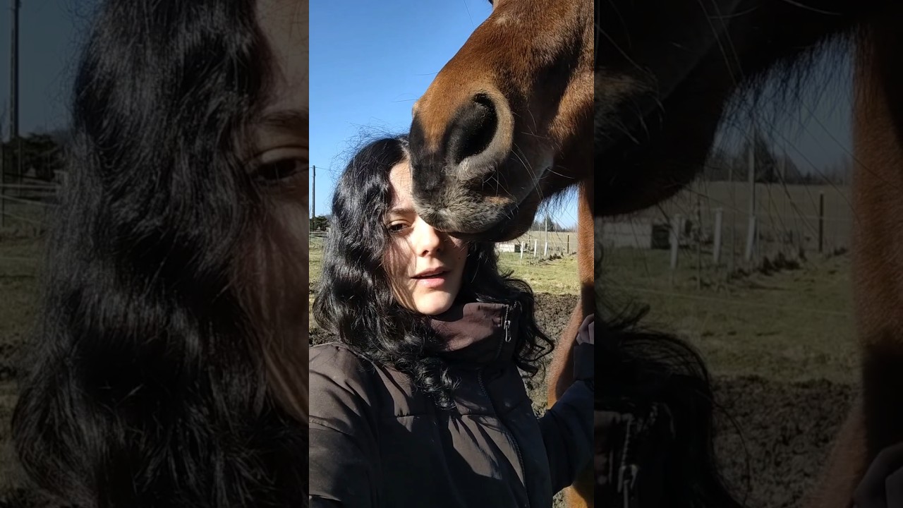 Taka prawda😝 #horse #horses #equestrian #koniara #koniary #horselover #konie #funny #equestrianlife