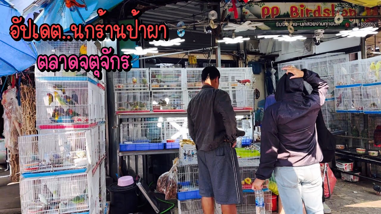 Zing’s Day l อัปเดต…ราคานกร้านป้าผาตลาดจตุจักร