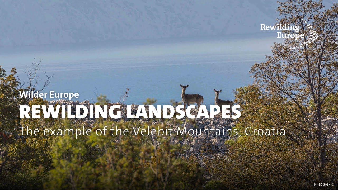 Rewilding landscapes across Europe | The example of the Velebit Mountains, Croatia