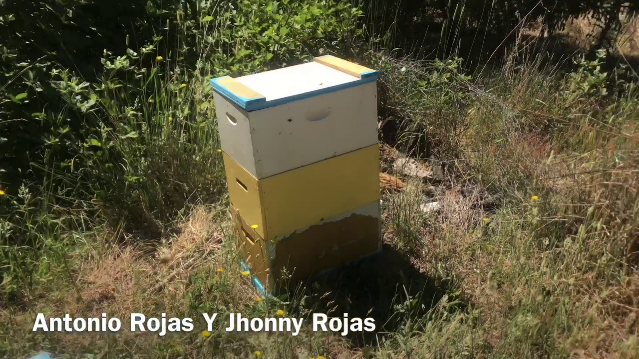 Apicultura de Punta - Desarrollando abejas con jarabe