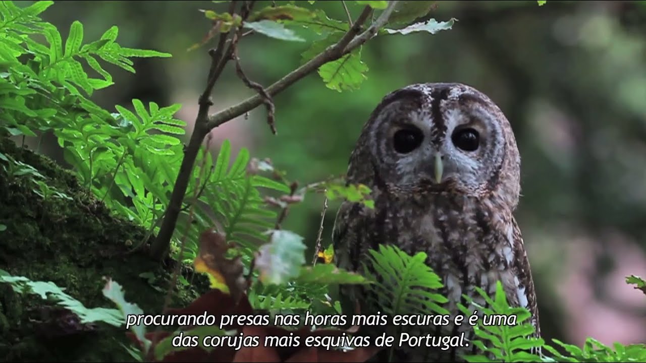 Documentário - Portugal Terra - A Natureza em Portugal HD
