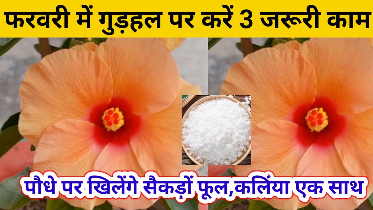 फरवरी के शुरू में गुड़हल पर करे 3जरूरी काम,मार्च मे पूरा पौधा अनगिनत फूलों से भरजाएगा Hibiscus Plant
