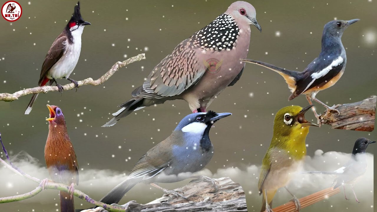 Tổng Hợp Tiếng Chim Mái Kích Trống HÓT NHÁO NHÀO ( chào mào mái, cu gáy.khướu, họa mi, khuyên,chòe )