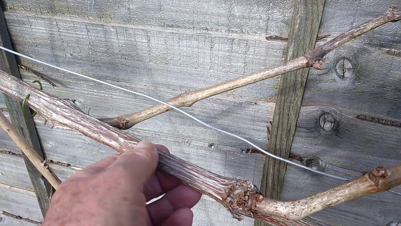 Grapevine Winter Pruning - Part 1