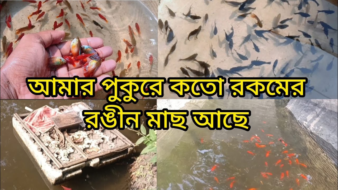 আমার পুকুরে কতো রকমের রঙীন মাছ আছে #fish #colourfish #colourfishfarm #villagepond #goldfish #vlog 