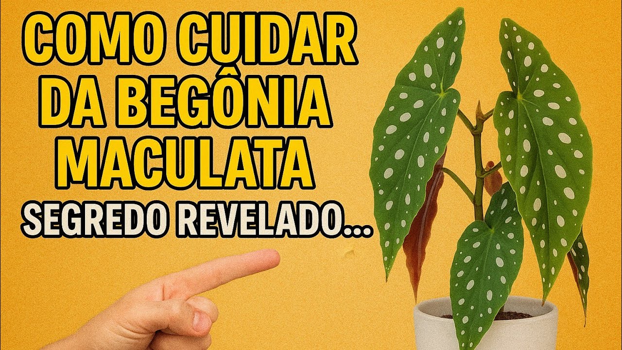 APRENDA CUIDAR DA BEGONIA MACULATA!!!