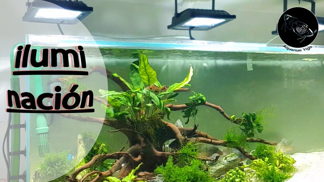 🕯Iluminación Casera Vs Comercial🕯 pantalla acuario plantado | fishroom | High Tech / Low Tech