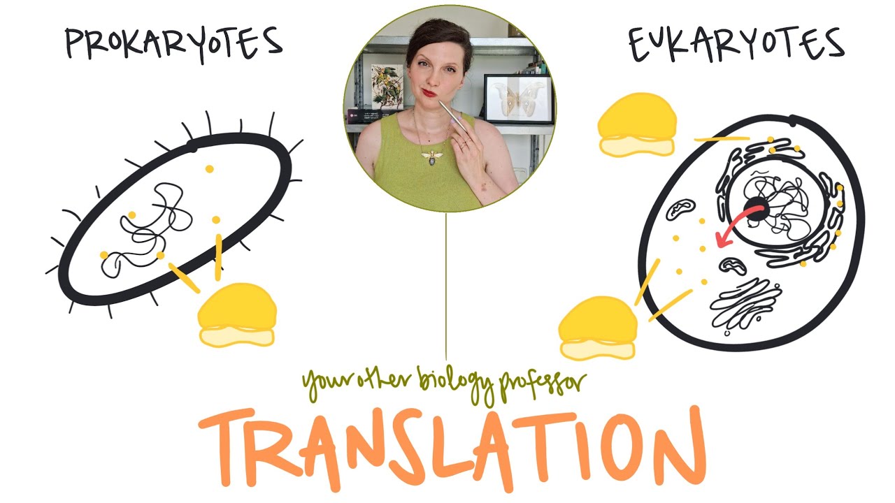 Prokaryotes vs Eukaryotes - Translation Differences!