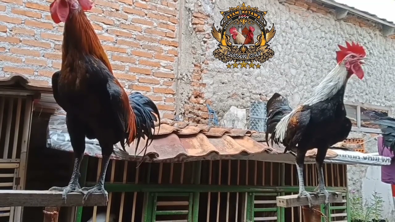 Ayam ketawa durasi (si baret rock) #ayamketawa #durasi #dursam #hobby #rooster