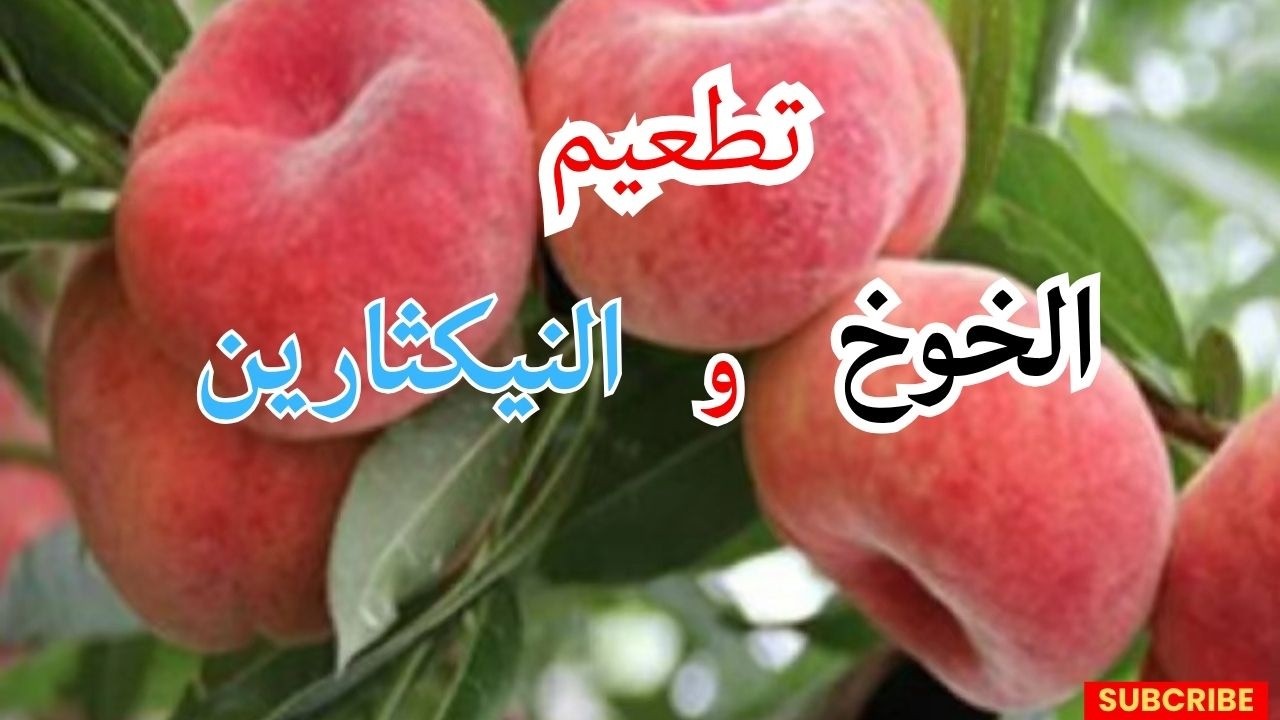 تطعيم شجرة خوخ مزرعة من البذور 🍑 | طريقة ناجحة لتحويل الخوخ إلى صنف ممتاز