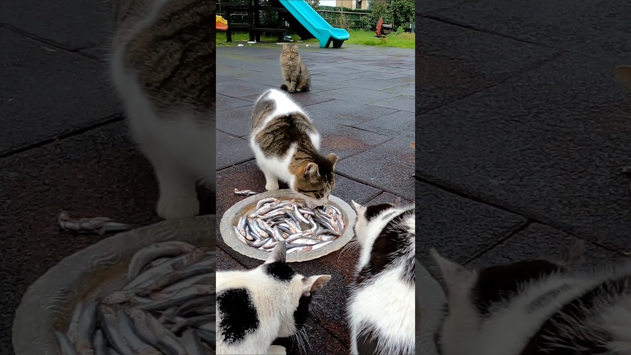 FEEDİNG STREET CATS 