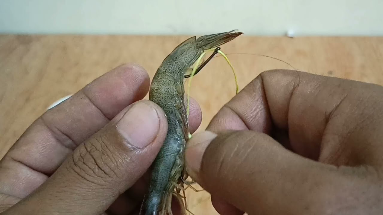 Hook Tutorial..MABISANG PAMAMARAAN NA PAG LAGAY NG PAIN NA HIPON..