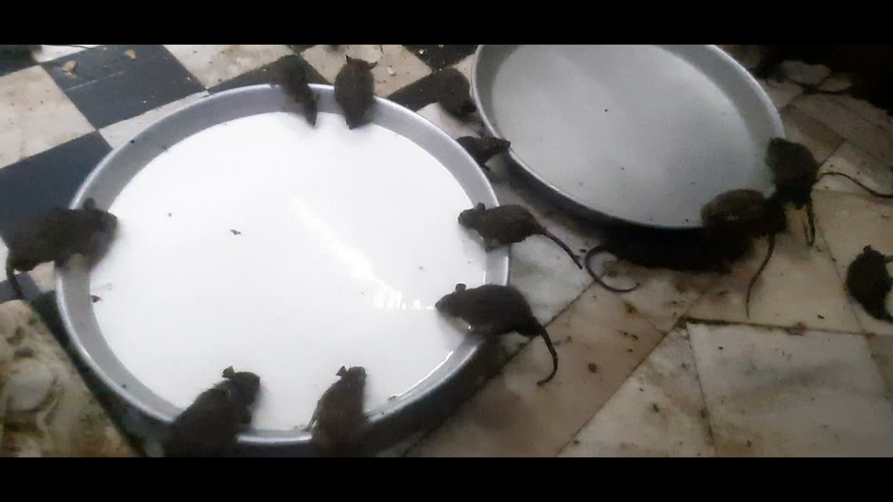 karni mata temple deshnok , bikaner | rat temple rajasthan | rajsthan tour blog part 1