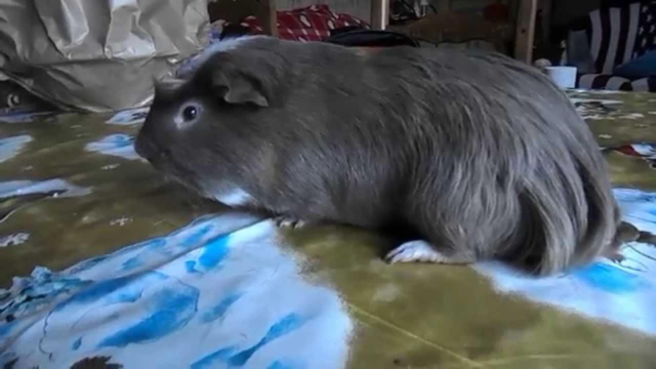 Cri du cochon d'inde
