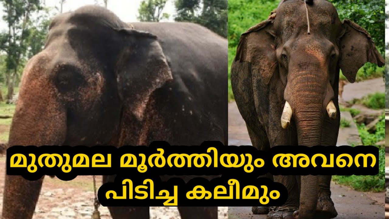 മുതുമല മൂർത്തിയും അവനെ പിടിച്ച ANAMALA KALIM , KERALA ELEPHANT STORY, MUTHUMALA MOORTHI ELEPHANT