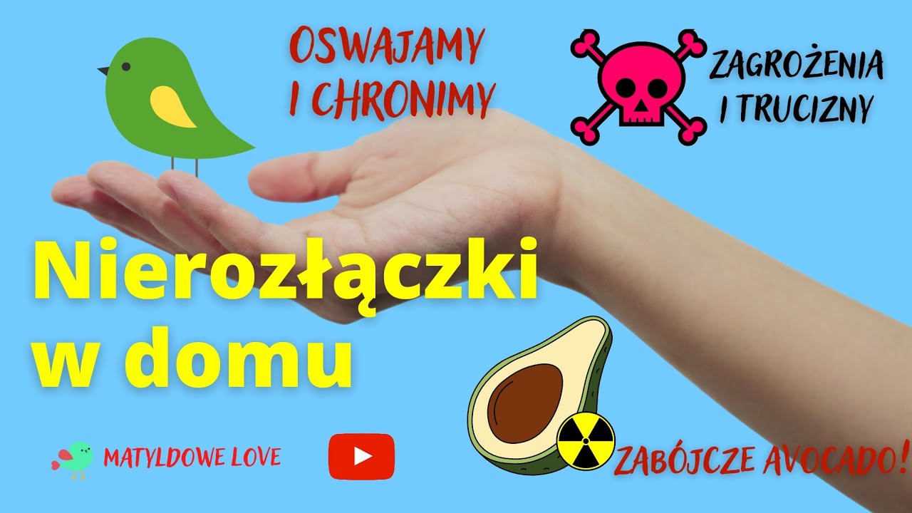 Oswajanie papug i pierwsze dni w naszym domu. Na co zwrócić uwagę? Na co uważać?
