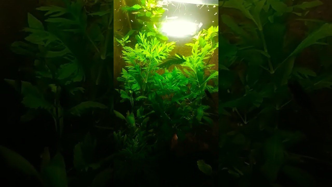 #simpleaquascape #1000subscriber