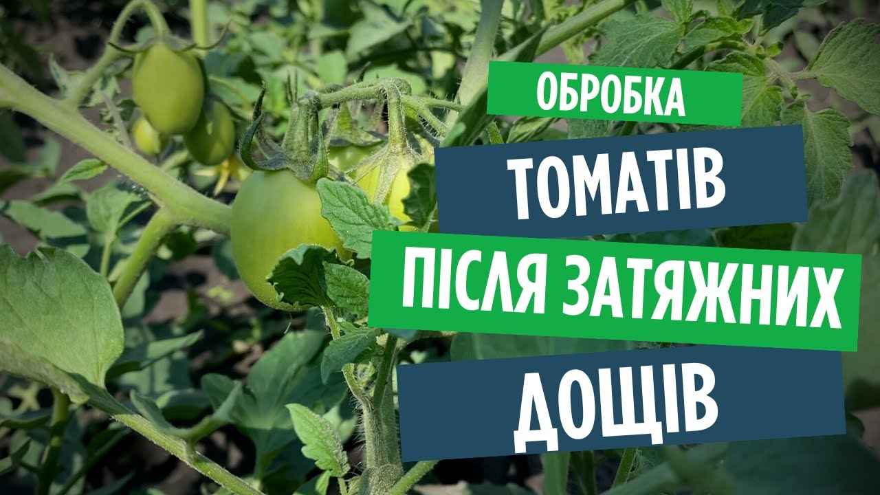 Фітофтора, альтернаріоз, вершинна гниль. Щоб помідори не хворіли!