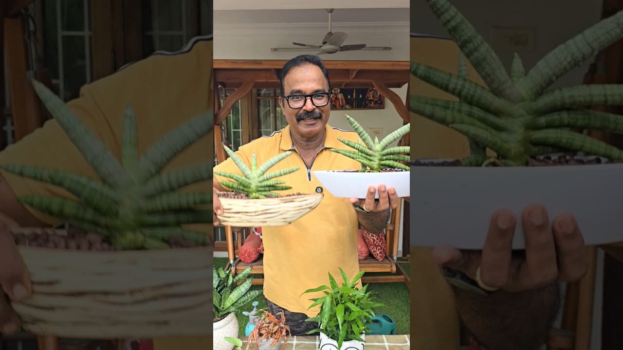 ഇൻഡോർ സുന്ദരികളെ പരിചയപ്പെടാം... #indoorplantsetting #indoorgardening  #sajisinnovations