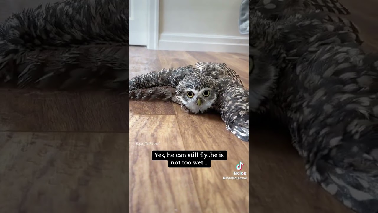 Moist OWLETTE 🤣🤣🤣