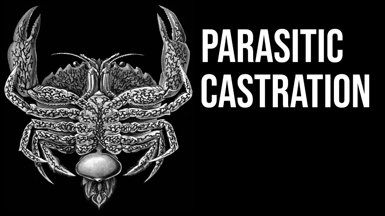 What Exactly is: Sacculina | The Crab Hacker