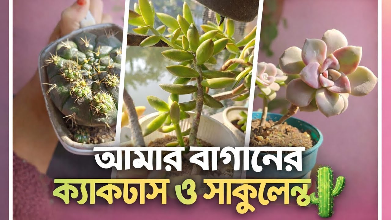 🌿🌵 ক্যাকটাস ও সাকুলেন্টের ছোট্ট রাজ্য আমার,ভালো লাগলে লাইক আর সাবস্ক্রাইব করতে ভুলবেন না😊#plantvlog