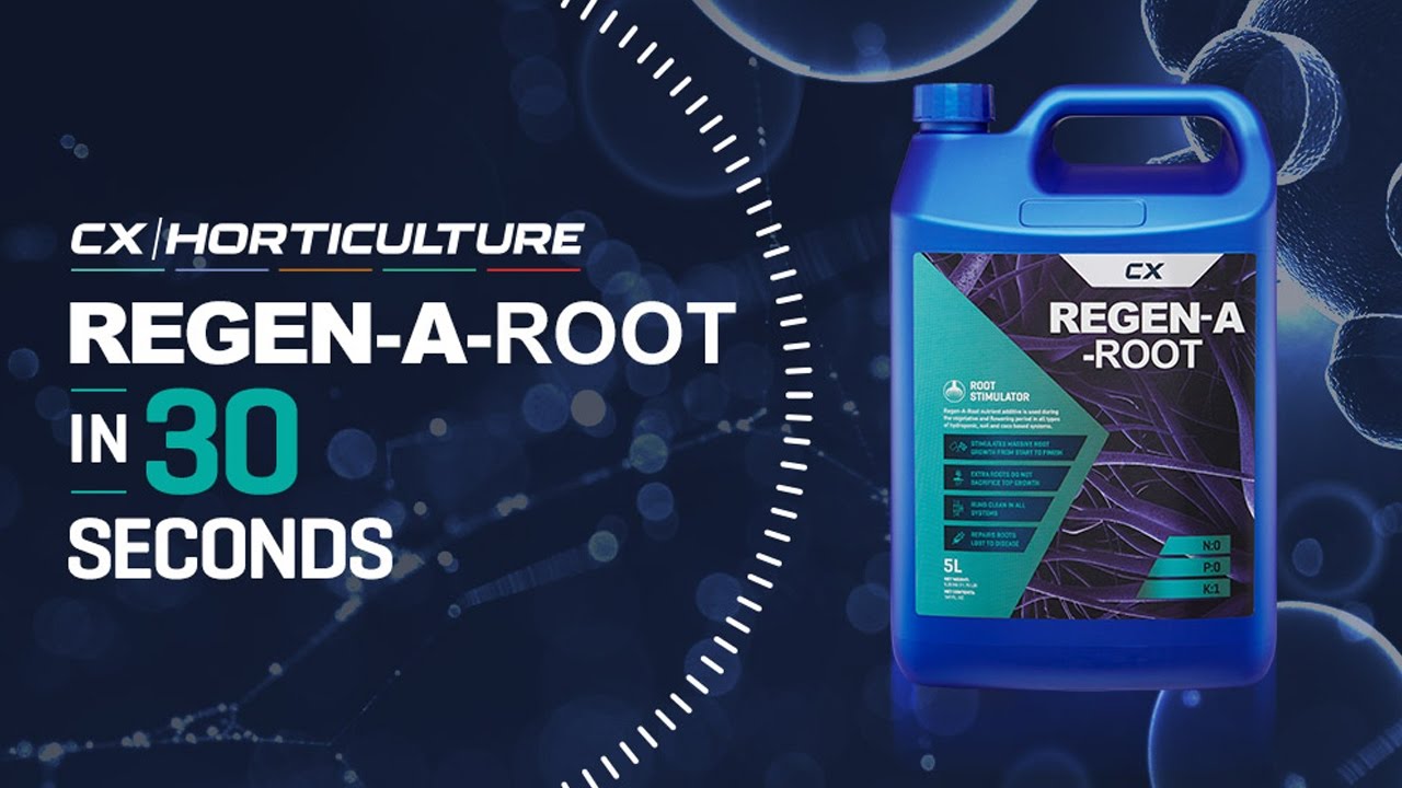 Regen A Root &mdash; 30-секундный поиск фактов