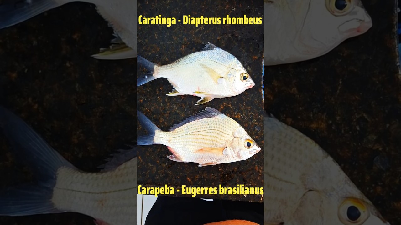 Diferen&ccedil;a entre carapeba e caratinga, voc&ecirc; sabe? #fishing #fish #rockfishing #pescaria #pescadepraia
