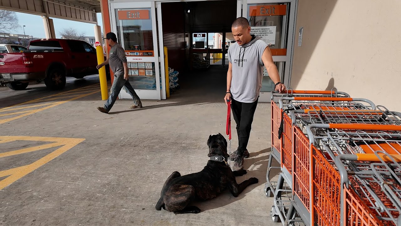 How to Socialize Your Cane Corso (Step by Step) Part 1