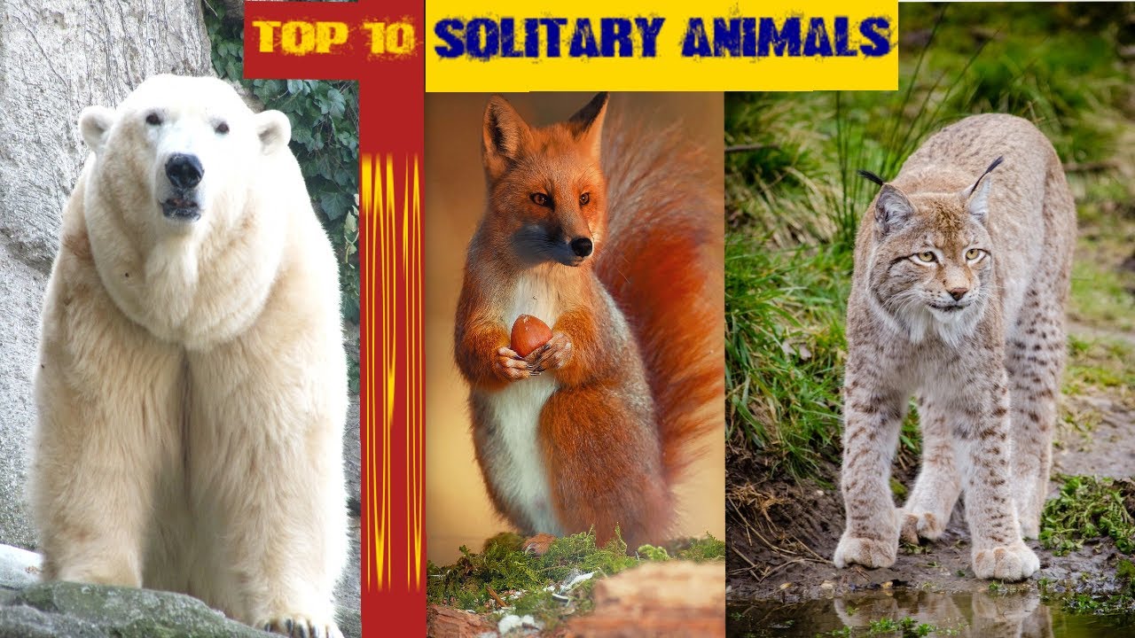 Top 10 Solitary Animals in the world