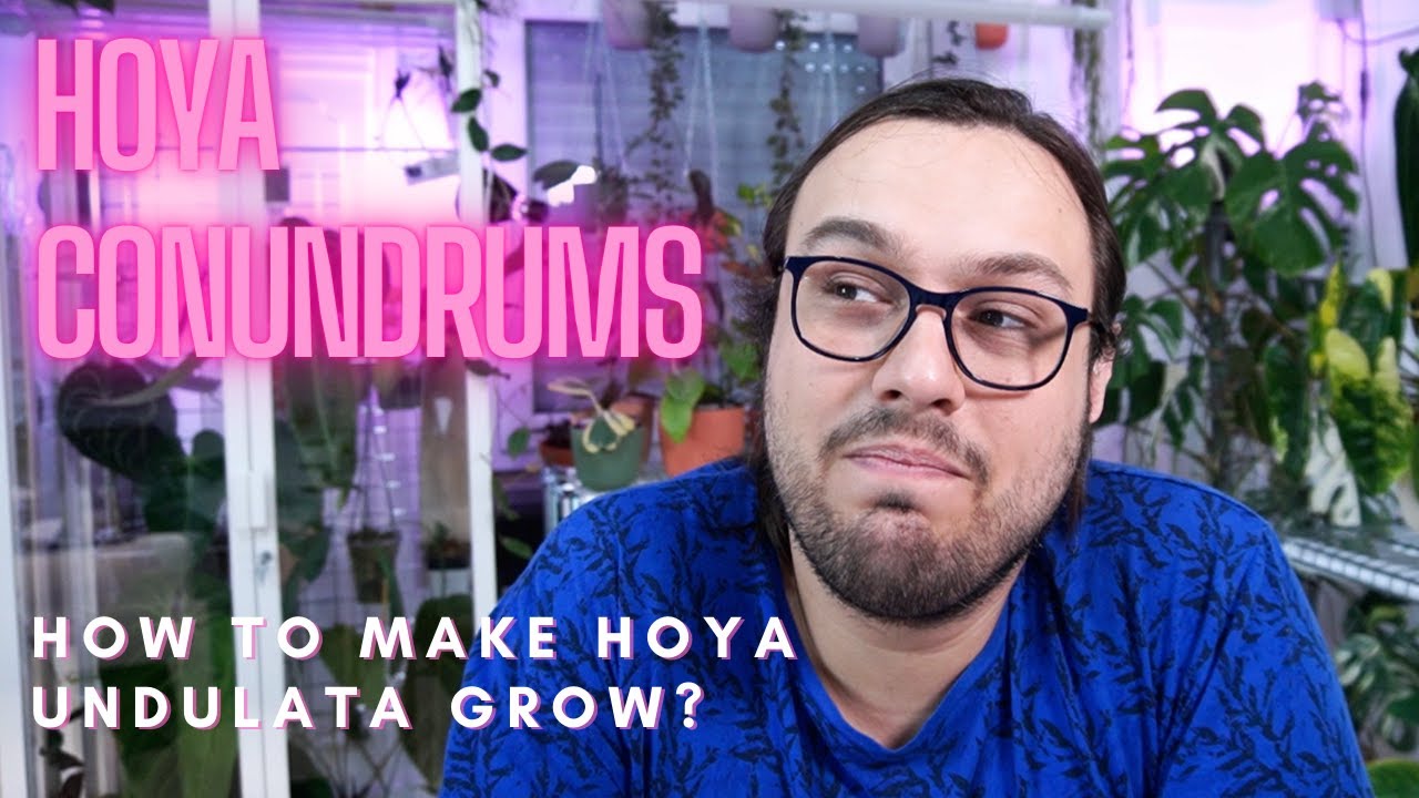 How to Make Hoya undulata Grow | Hoya Conundrums
