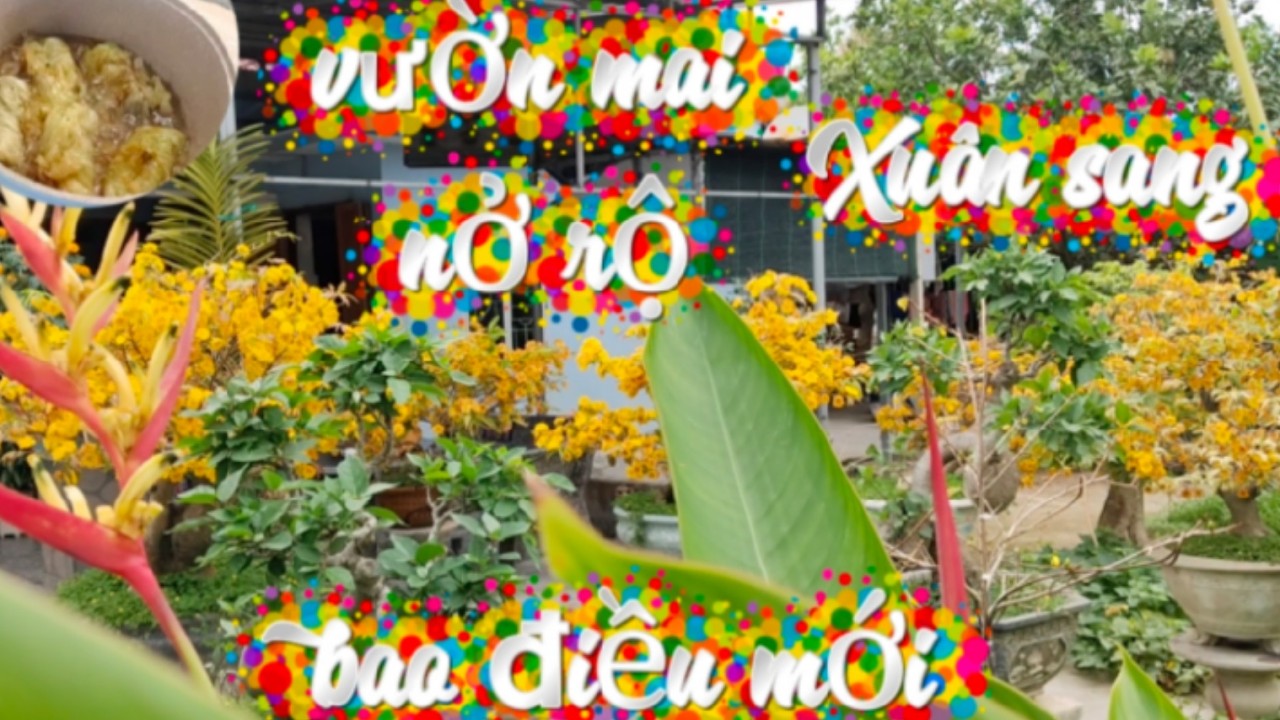 Vợ chồng Việt Đức:)#276# hoa mai nở rộ báo hiệu mùa Xuân đến/ tết miền quê