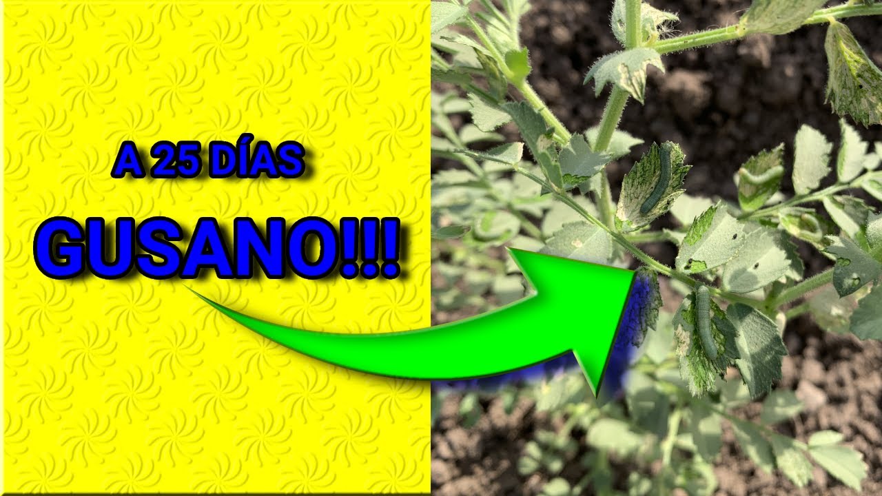 GUSANO YA!!!! A solo 25 días...