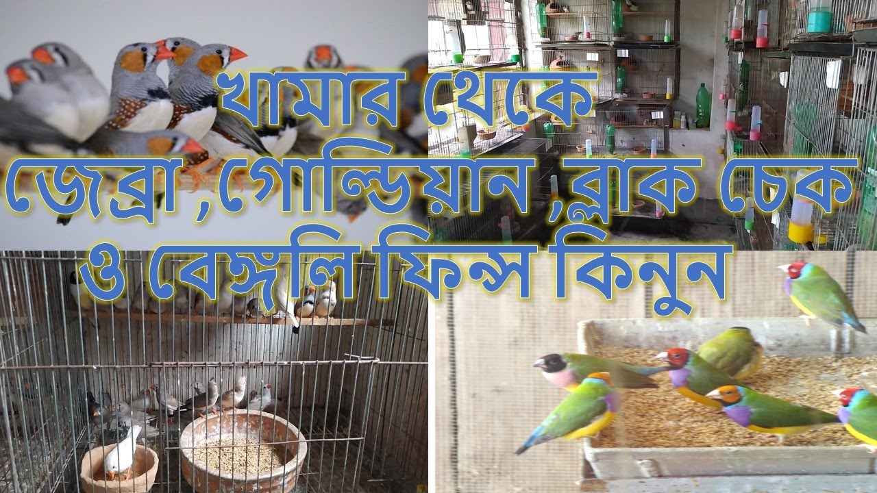 খামার থেকে ফিন্স পাখি বিক্রয় করা হয়০১৭৪০৪২৬৮৫৭