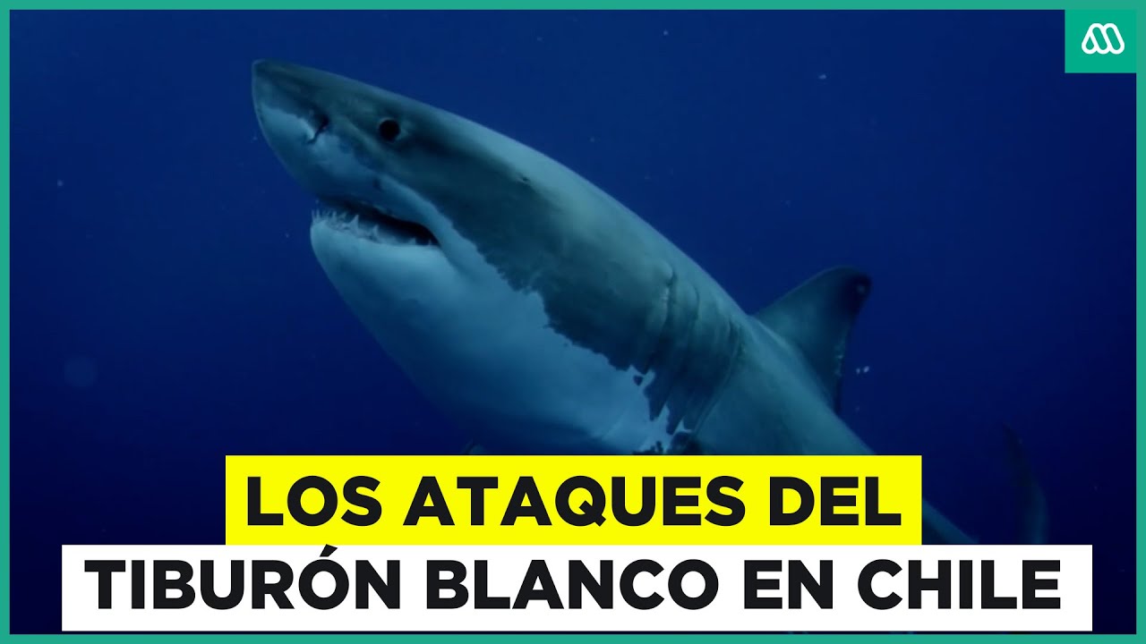 Viaje A Lo Insólito / Los ataques y captura del tiburón blanco que atemorizaba las costas de Chile