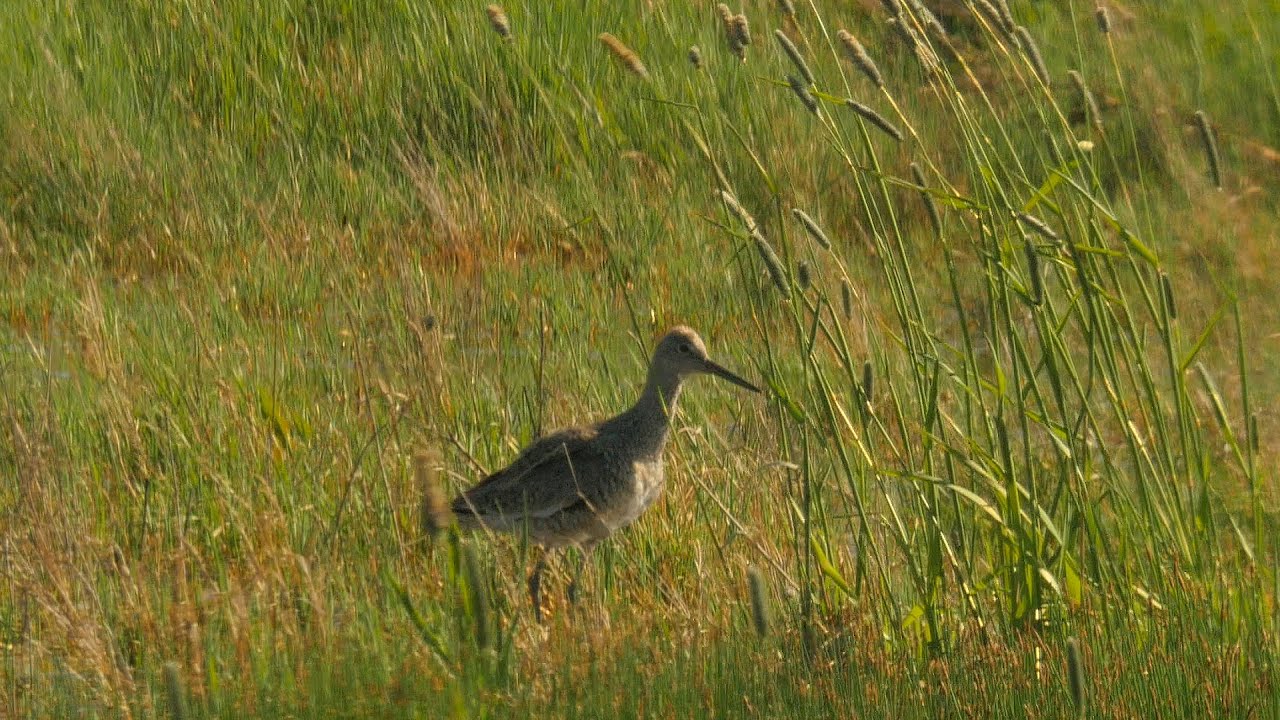 Conserving Prairies for Grassland Birds