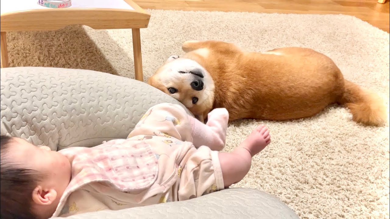 目の前にある靴下の誘惑に勝てなかった柴犬