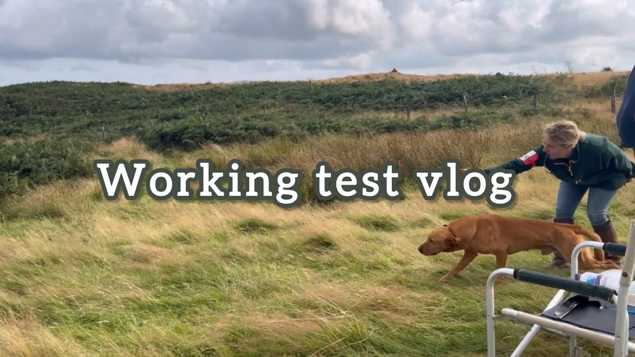WORKING TEST VLOG 🏆  #workingtest #gundog #competition #dayout #comewithus #countryside