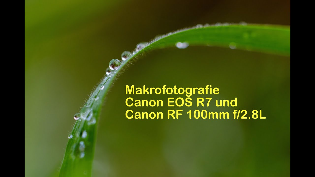 Makrofotografie mit Canon EOS R7 und Canon RF 100mm f/2.8L