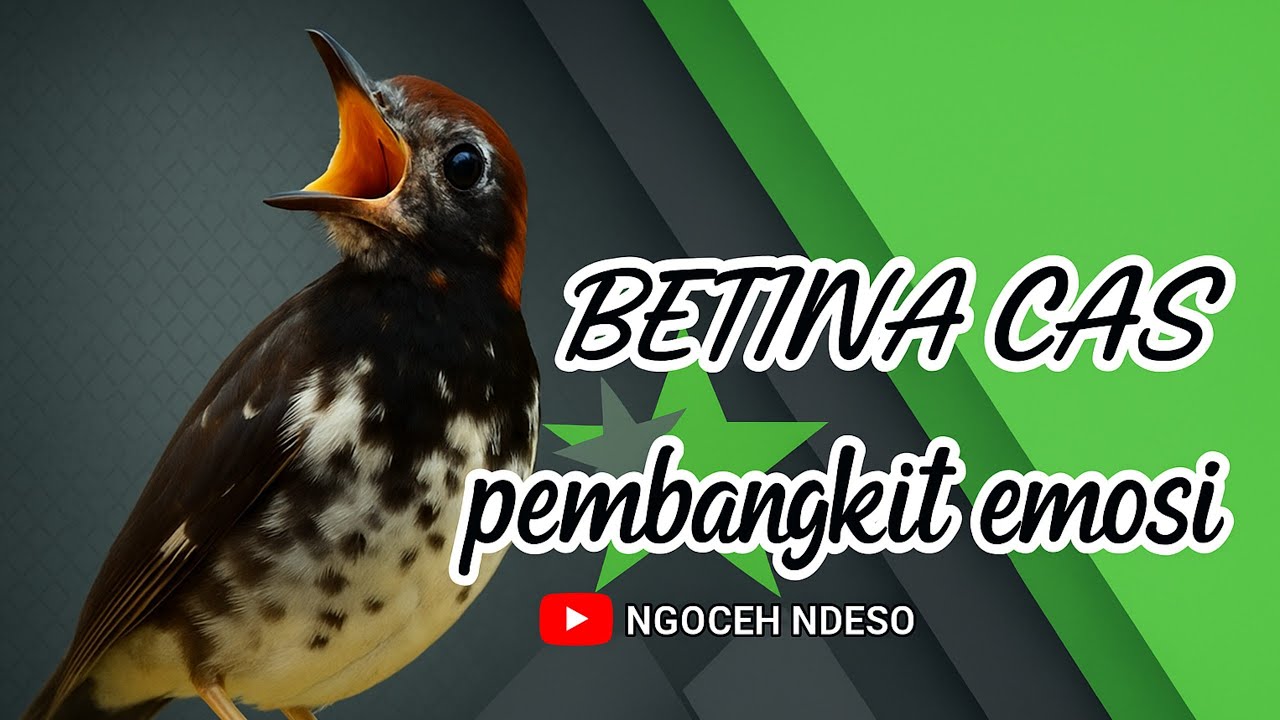 Pancingan anis kembang betina memanggil jantan || betina ngecis pembangkit emosi