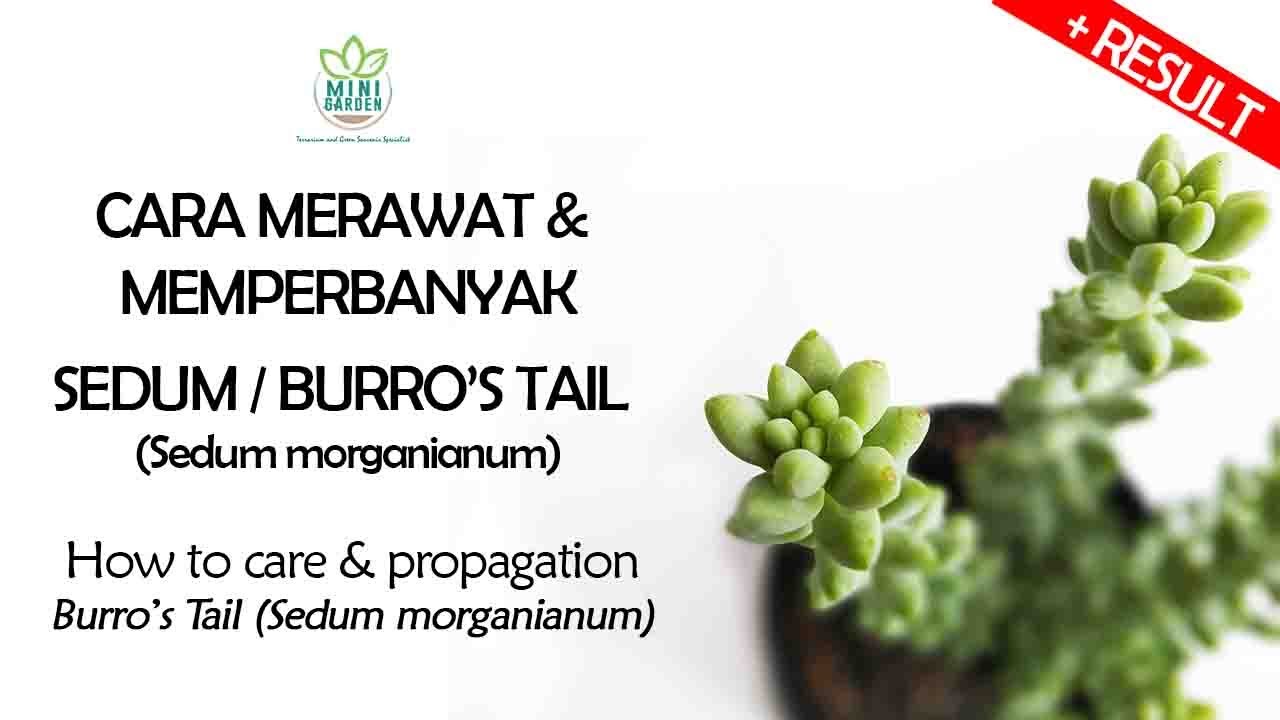 Cara Merawat & Memperbanyak Sedum / Burro’s Tail (Sedum morganianum)