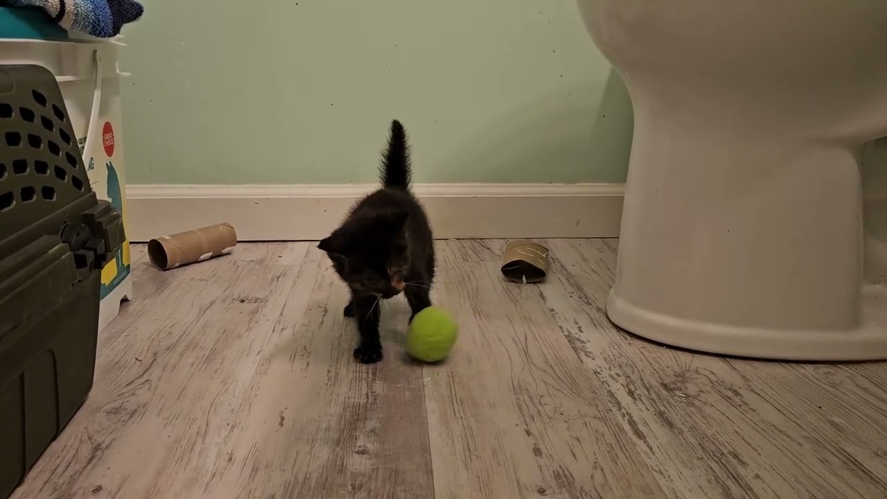 Foster Kitten Zooblee Zecora Commits Violence on Unsuspecting Objects! [REAL]