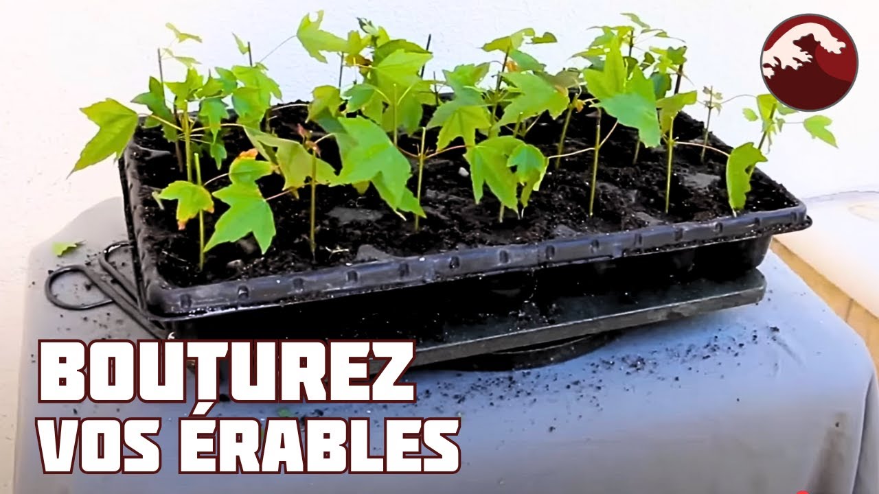 КАК СДЕЛАТЬ ЧЕРЕНКИ БУРГЕРНОГО КЛЕНА? 🌱 НЭДЖИКАН БОНСАЙ 🌱